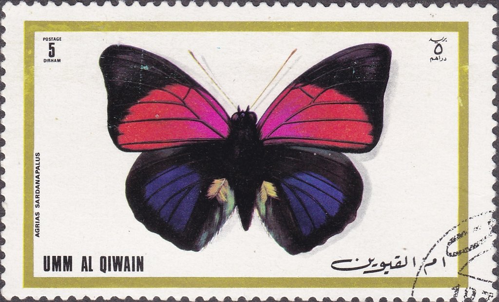 Claudina Agrias (Agrias claudina ssp. sardanapalus)