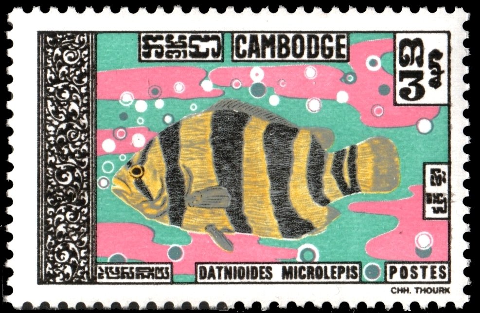 Siamese Tigerfish (Coius microlepis)
