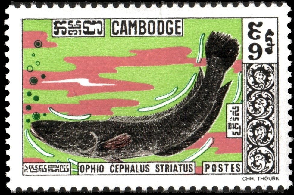 Striped Snakefish (Channa striata)