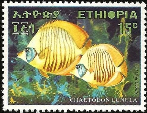 Raccoon Butterflyfish (Chaetodon lunula)