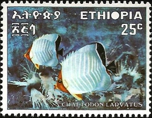 Hooded Butterflyfish (Chaetodon larvatus)
