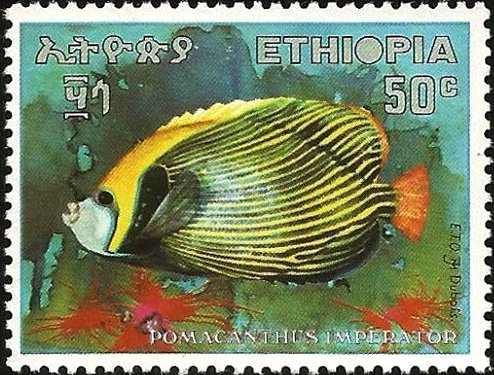 Emperor Angelfish (Pomacanthus imperator)