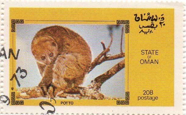 Potto (Perodicticus potto)