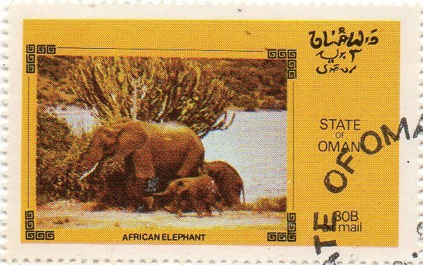 African Elephant