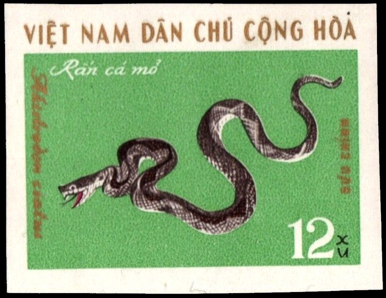 Sharp-nosed Pit Viper (Agkistrodon acutus)