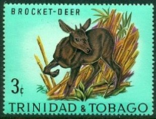 Red Brocket Deer (Mazama americana)