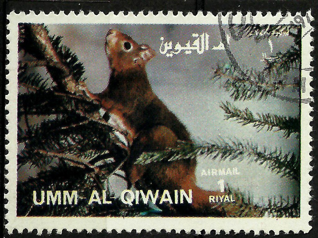 Red Squirrel (Sciurus vulgaris)