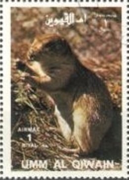 Black-tailed Prairie Dog (Cynomys ludovicianus)
