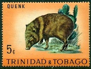 Collared Peccary (Tayassu tajacu)