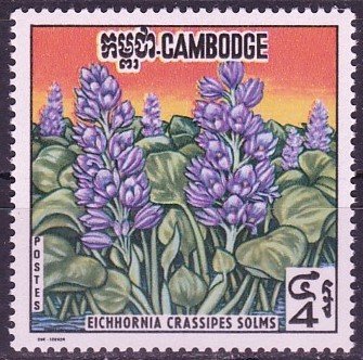 Eichhornia crassipes