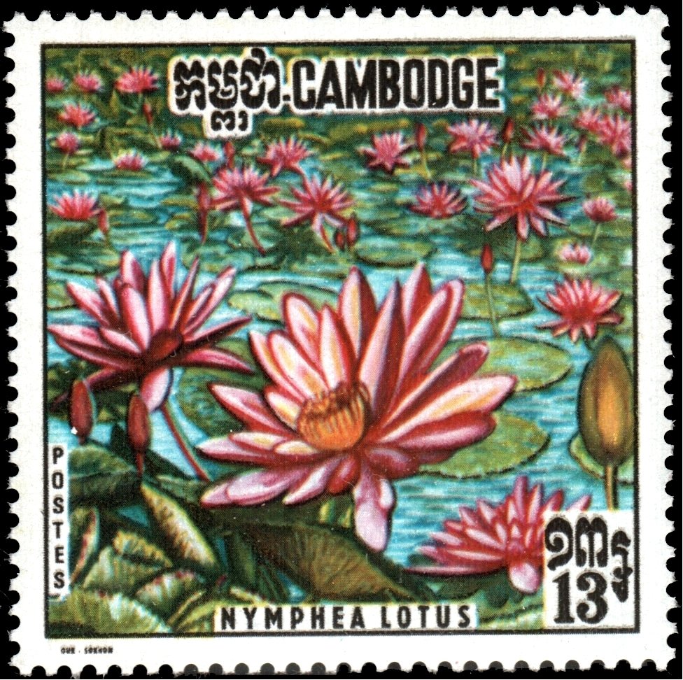 Red Tiger lotus (Nymphea lotus)