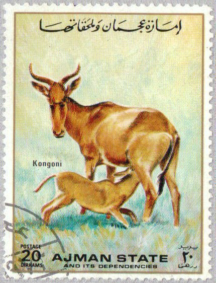 Hartebeest