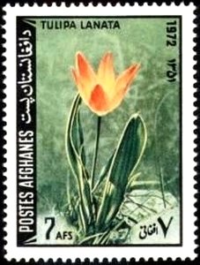 Tulipa lanata