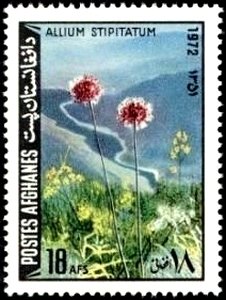 Allium stipitatum
