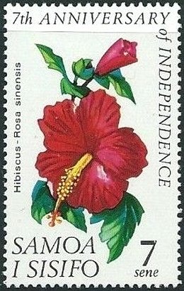 Hibiscus rosa-sinensis
