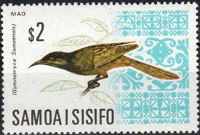 Mao (Gymnomyza samoensis)