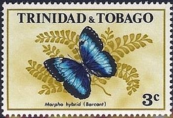 Morpho Butterfly (Morpho sp.)