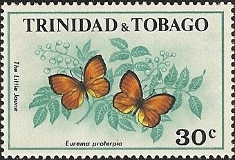 Tailed Orange (Eurema proterpia)