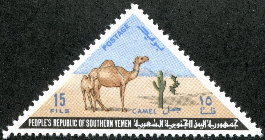 Dromedary (Camelus dromedarius) and Young