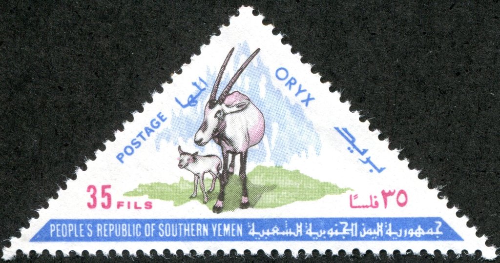 Arabian Oryx (Oryx gazella leucoryx) and Kid