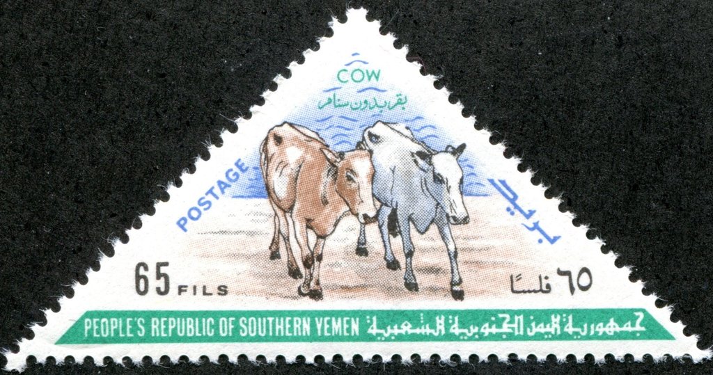 Socotra Dwarf Cattle (Bos primigenius taurus)