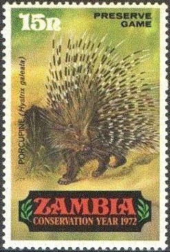 Crested Porcupine (Hystrix cristata)
