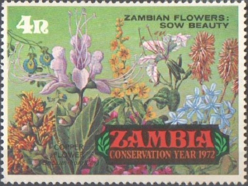 Zambian Flowers