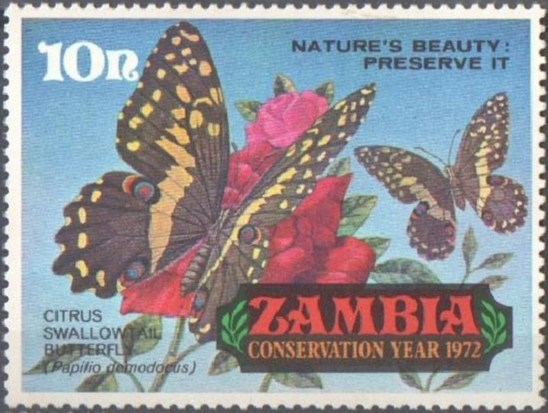 Citrus Swallowtail (Papilio demodocus)