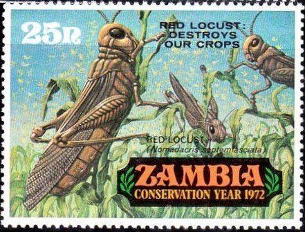 Red Locust (Nomadacris septemfasciata)