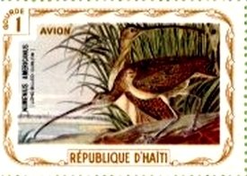Long-Billed Curlew