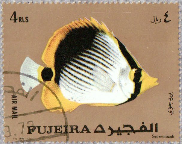 Blackback Butterflyfish (Chaetodon melanotus)