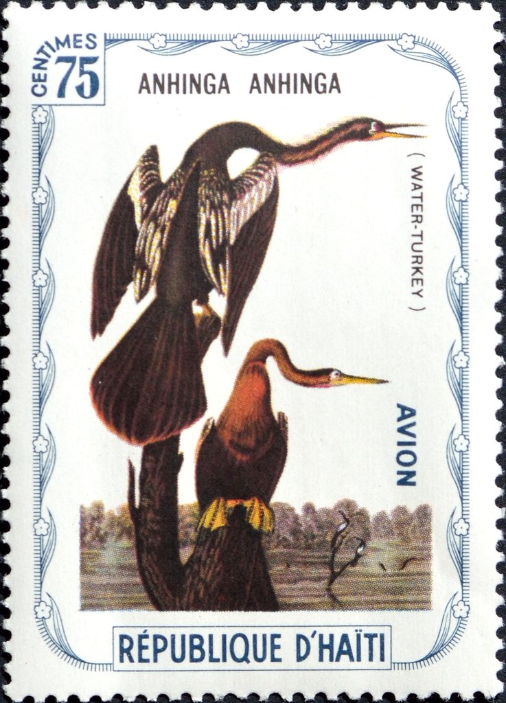 Anhinga (Anhinga anhinga)