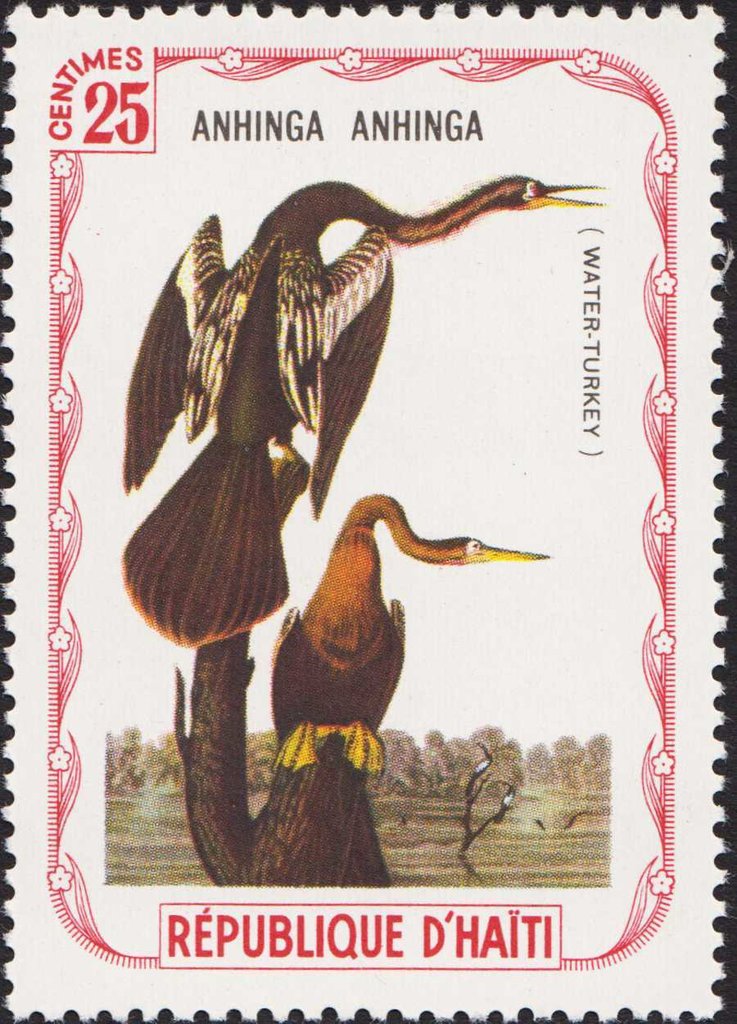 Anhinga (Anhinga anhinga)