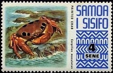 Spotted Reef Crab (Carpilius maculatus)