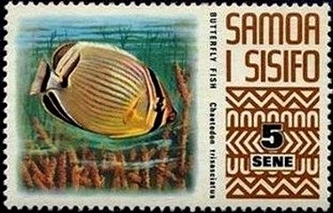 Melon Butterflyfish (Chaetodon trifasciatus)