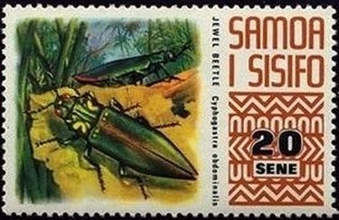 Jewel Beetle (Cyphogastra obdominalis)