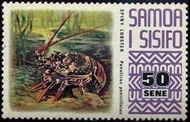 Pronghorn Spiny Lobster (Palinurus penicillatus)