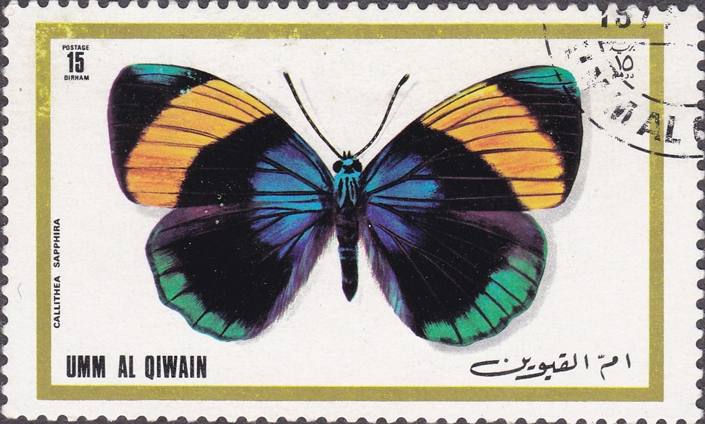 Brush-footed Butterfly (Callithea sapphira)