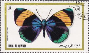 Stamp, Brush-footed Butterfly (Callithea sapphira), Umm al-Qiwain,  , Insects, Butterflies, Animals (Fauna)