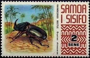 Coconut Rhinoceros beetle (Oryctes rhinoceros)