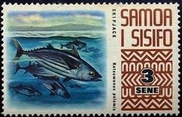 Angler, Skipjack (Katsuwonus pelamis)