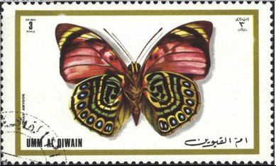 White-spotted Agrias (Agrias amydon)