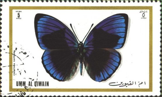 Brush-footed Butterfly (Callithea sapphira)