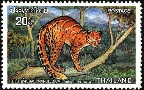 Marbled Cat (Pardofelis marmorata)