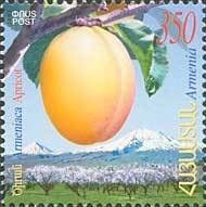 Apricot.