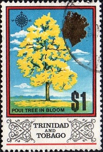 Poui Tree In Blossom