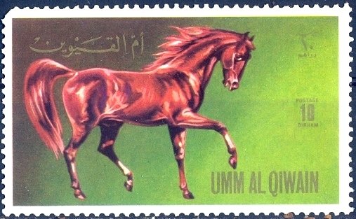 Horse (Equus ferus caballus)