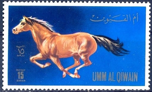 Horse (Equus ferus caballus)