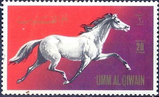 Horse (Equus ferus caballus)
