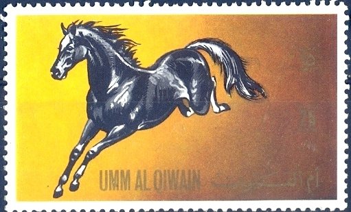 Horse (Equus ferus caballus)